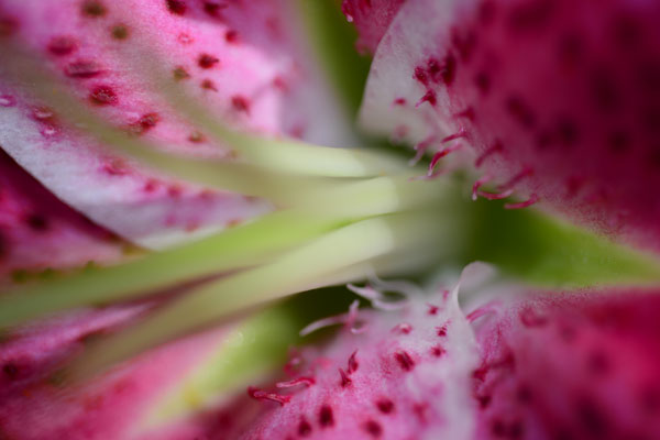Pink Lily III