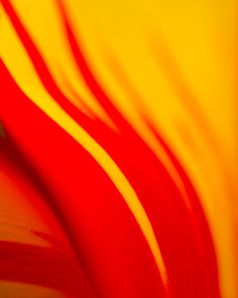 Tulip Abstract I