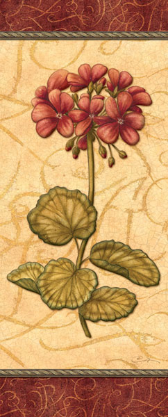 Red Passion Geranium