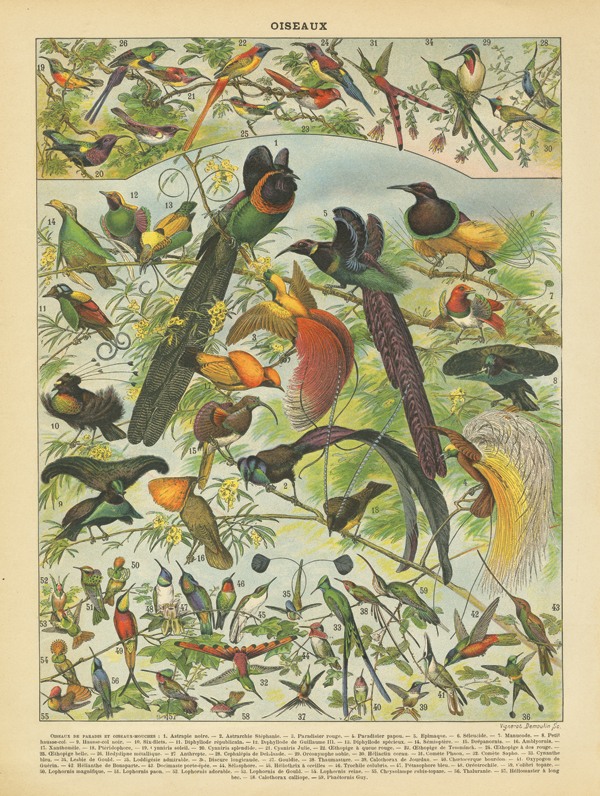 Oiseaux III