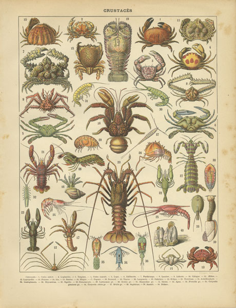 Crustaces