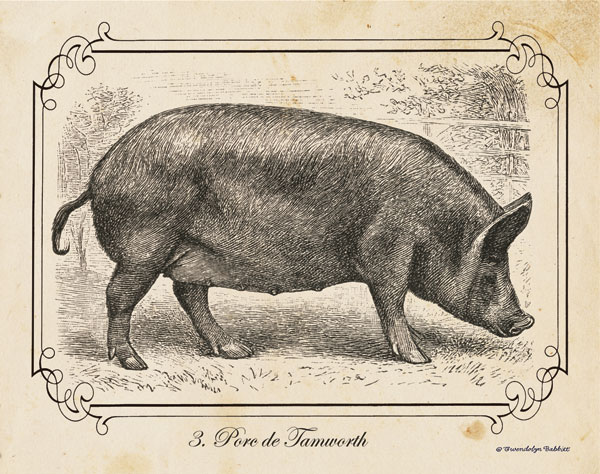 Farm Pig I