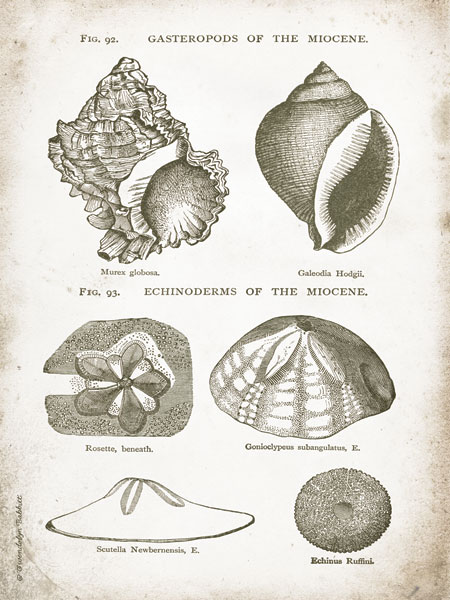 Vintage Shells I