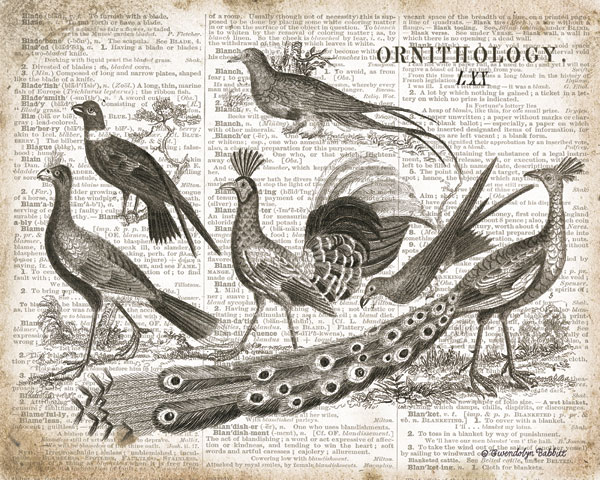 Birds II