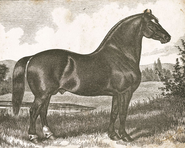 Horse Etching I