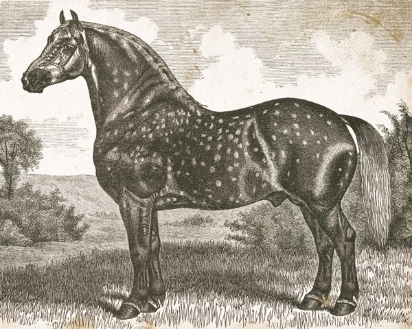 Horse Etching II