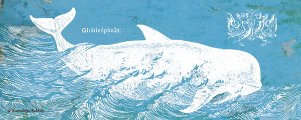Caribbean Whale I