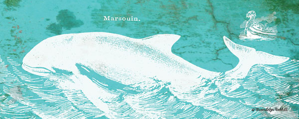 Caribbean Whale II
