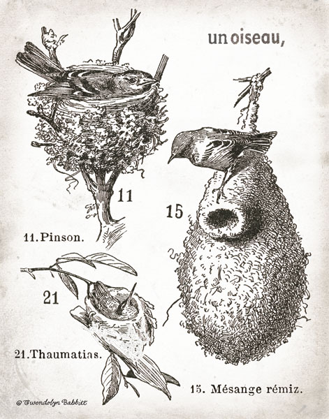 French Birdnests