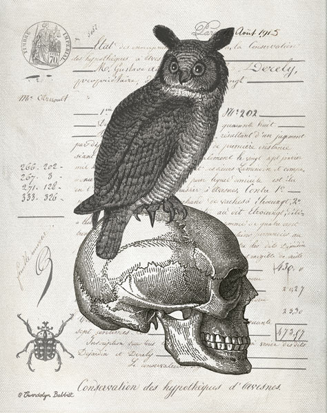 Owl & Skull