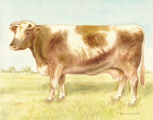 Cow