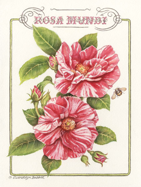 Rosa Mundi