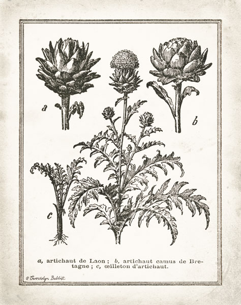 French Artichokes