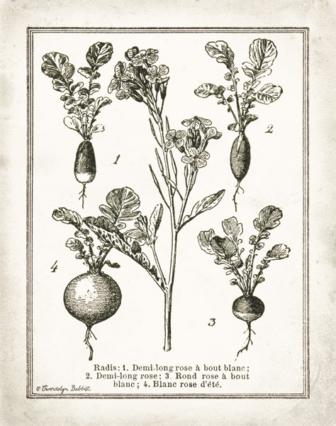 French Radishes