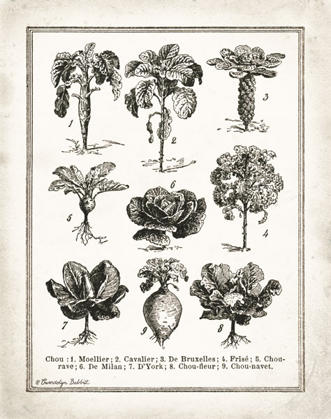 French Cabbage