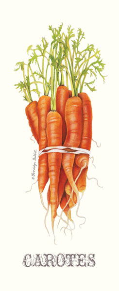 Carotes