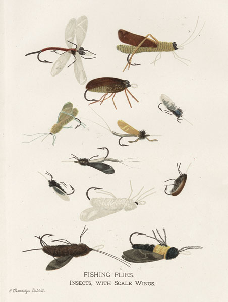 Fishing Flies I