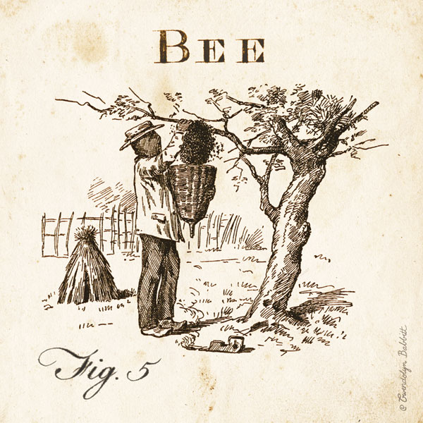 Bee Fig 5