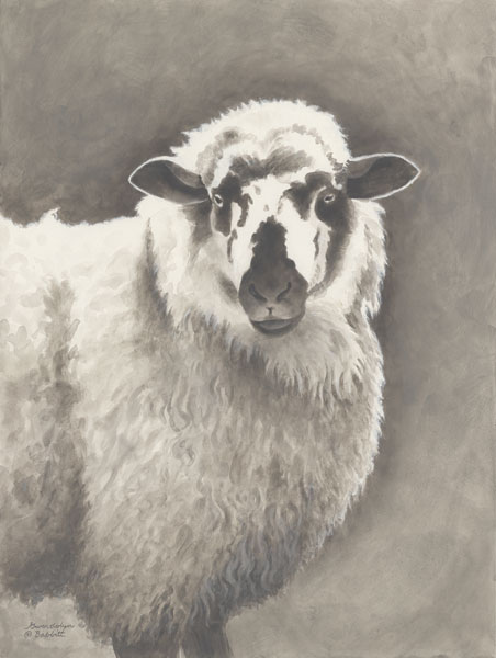 Heirloom Madras Sheep