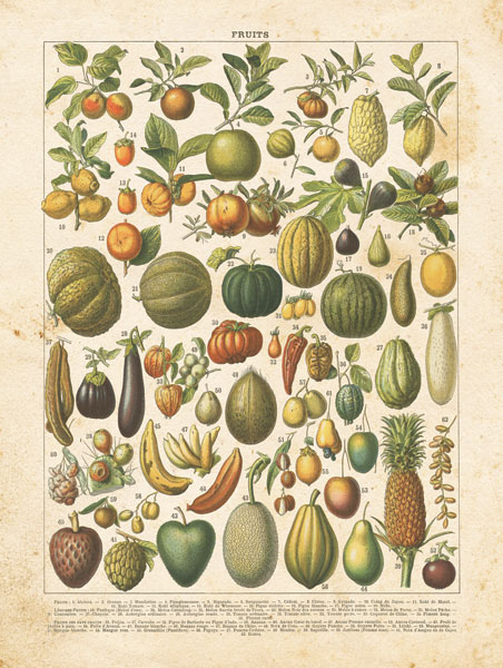 French Fruit Chart