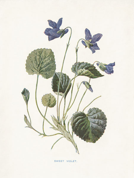 Sweet Violets