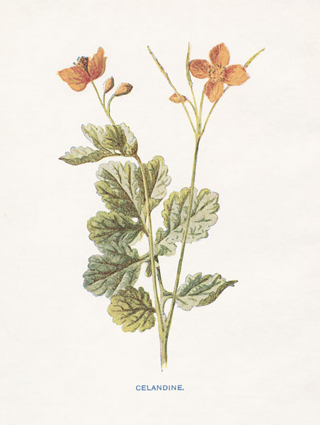 Celandine