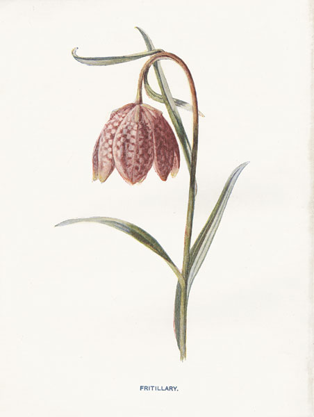 Fritillary