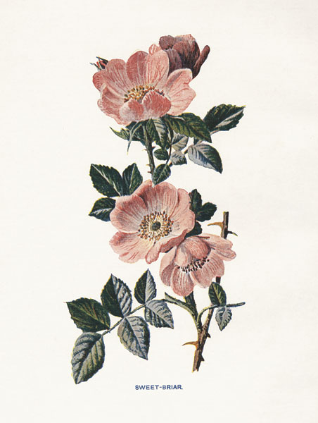 Sweet Briar