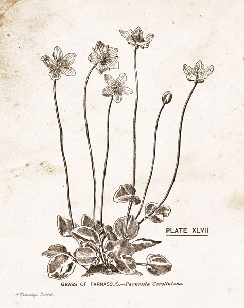 Flower Plate I
