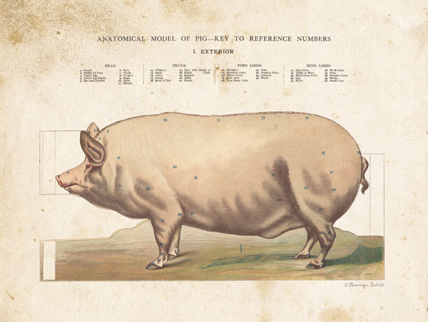 Anatomical Model Pig