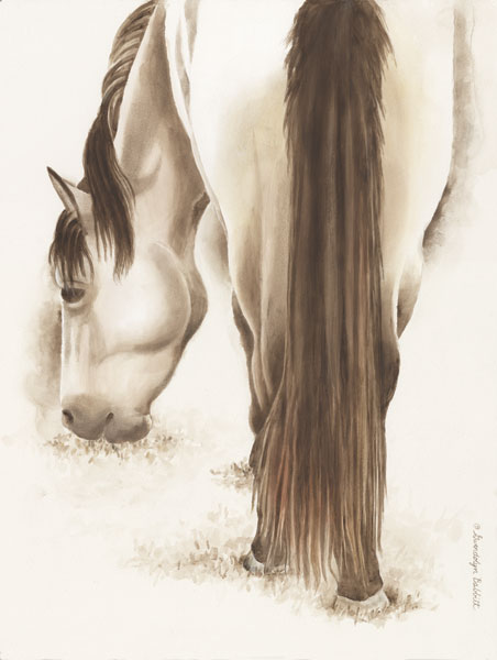 Lovely White Horse