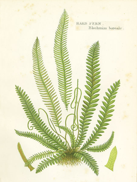 Fern I