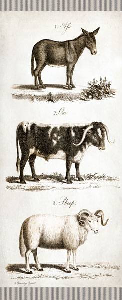 Burro, Cow, Sheep