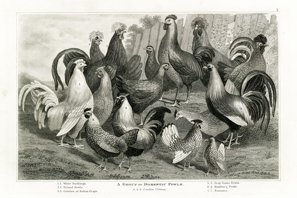 1800's Chicken Chart