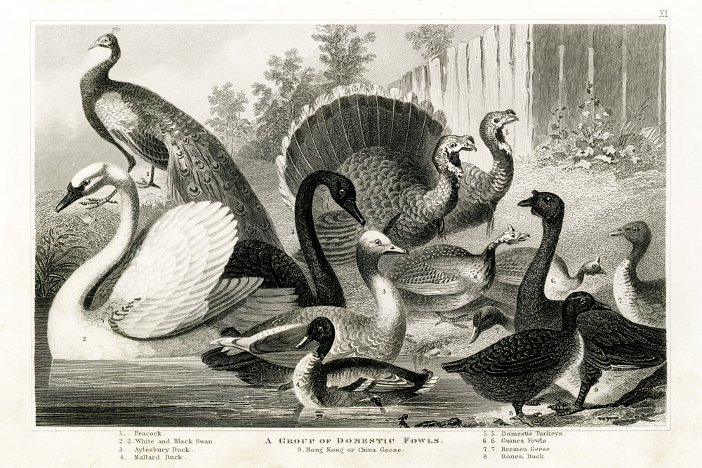 1800's Poultry Chart