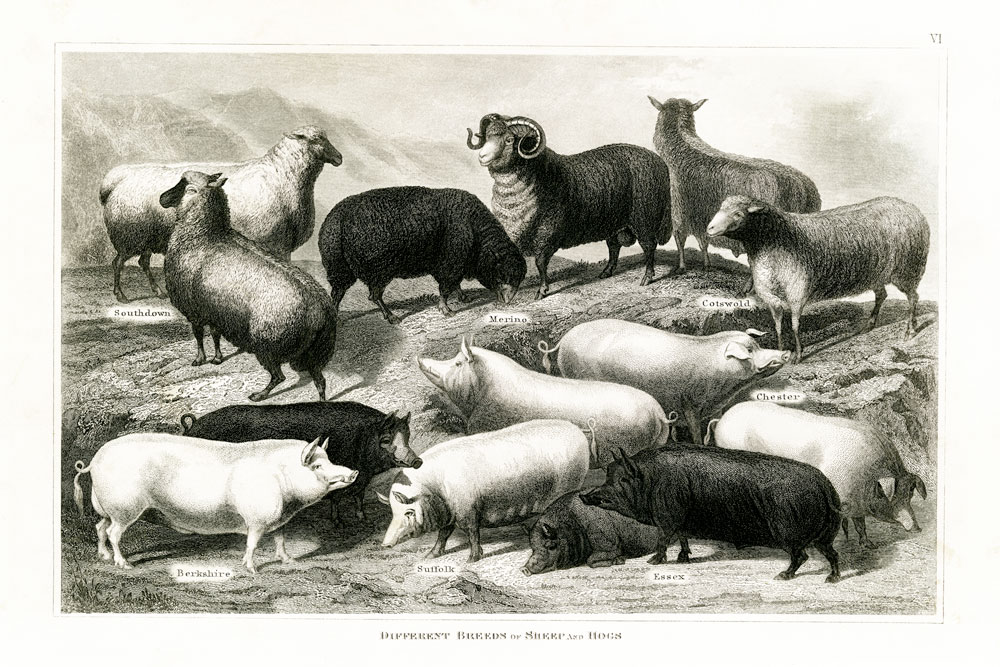 1800's Sheep & Pig Chart