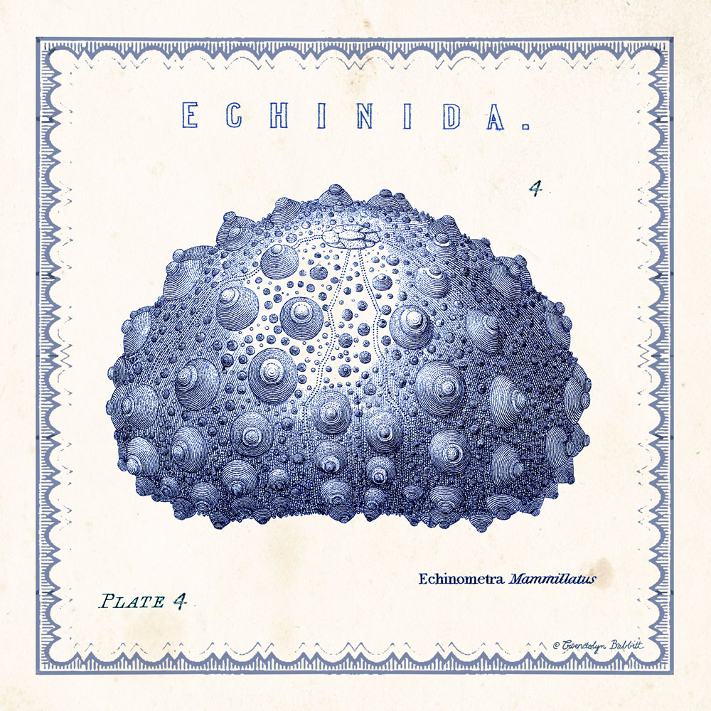 Sea Urchin IV