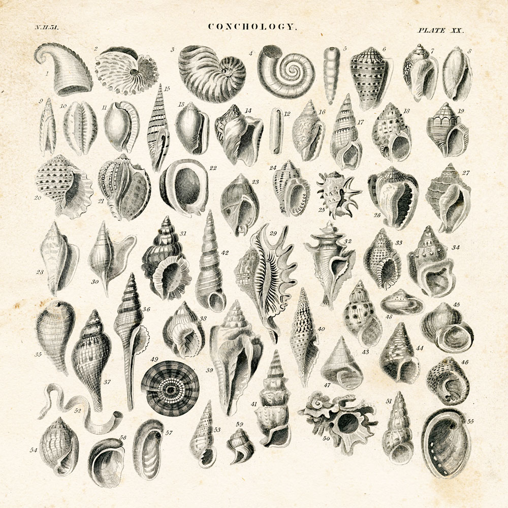 Shell Chart I