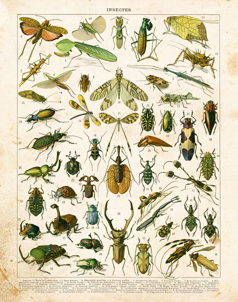Bug Chart I