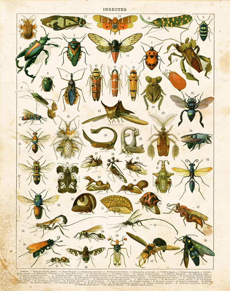Bug Chart II