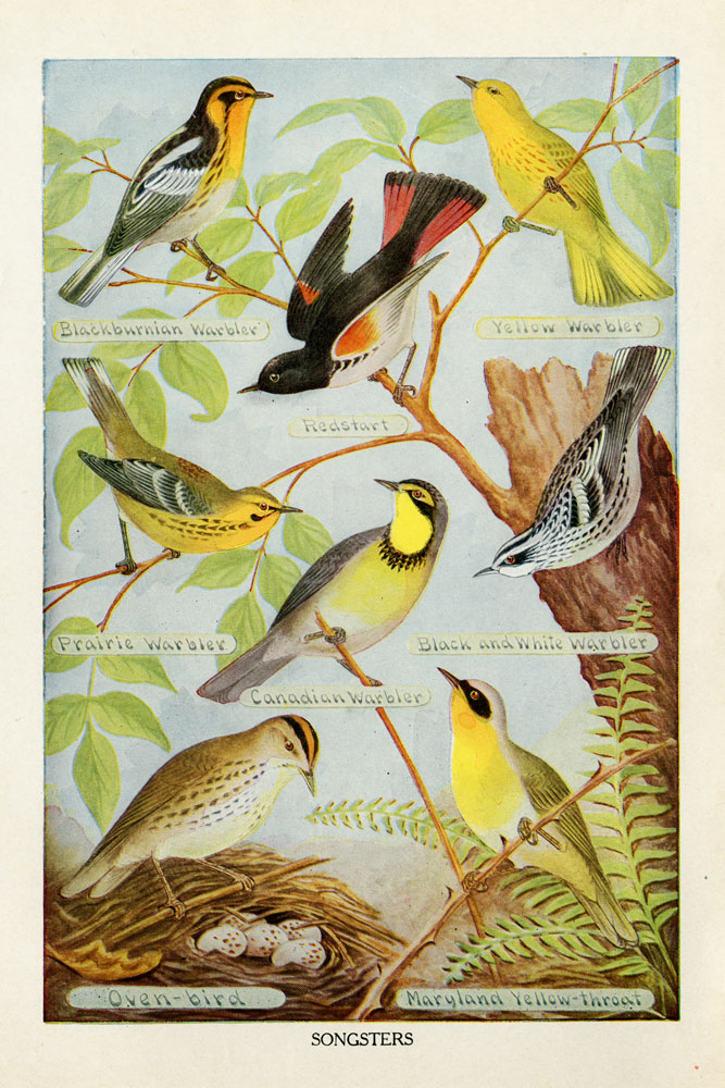 Bird Chart III