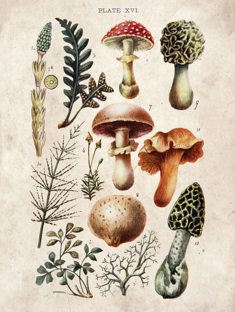 Mushroom Chart I