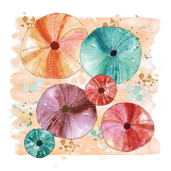 Beachcomber Sea Urchins