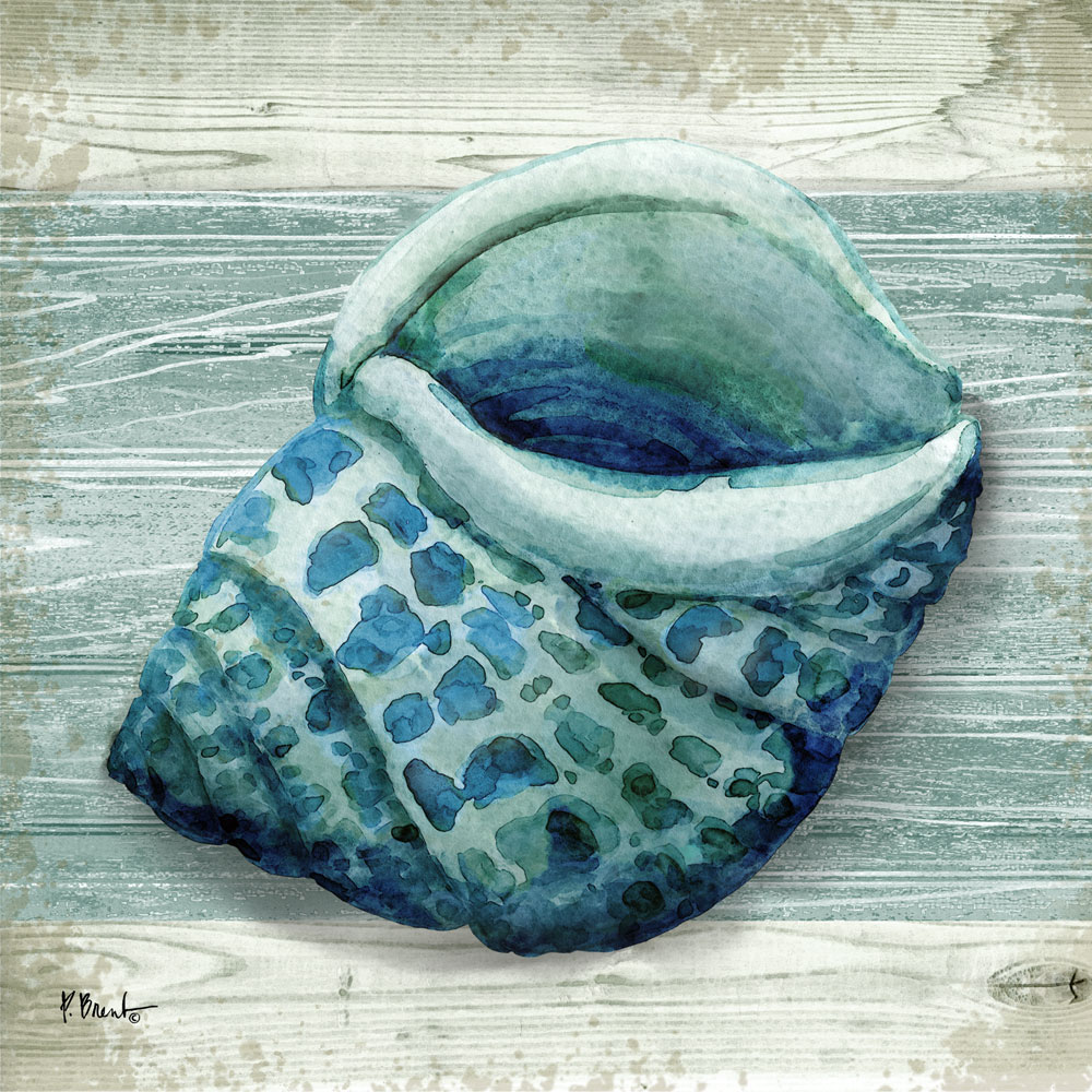 Northpoint Shells V