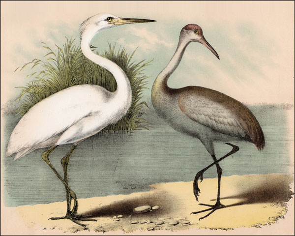 Coastal Visitors I