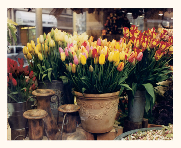 Tulips, Paris
