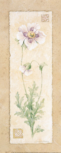 Poppy