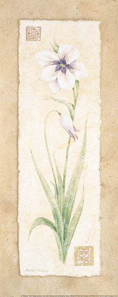 Gladiola
