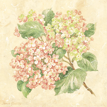 Hydrangea