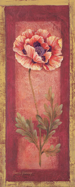 Red Door Poppy